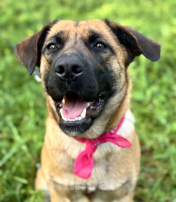 Собаки в Москве: Джина в добрые руки Девочка, Бесплатно - фото 3