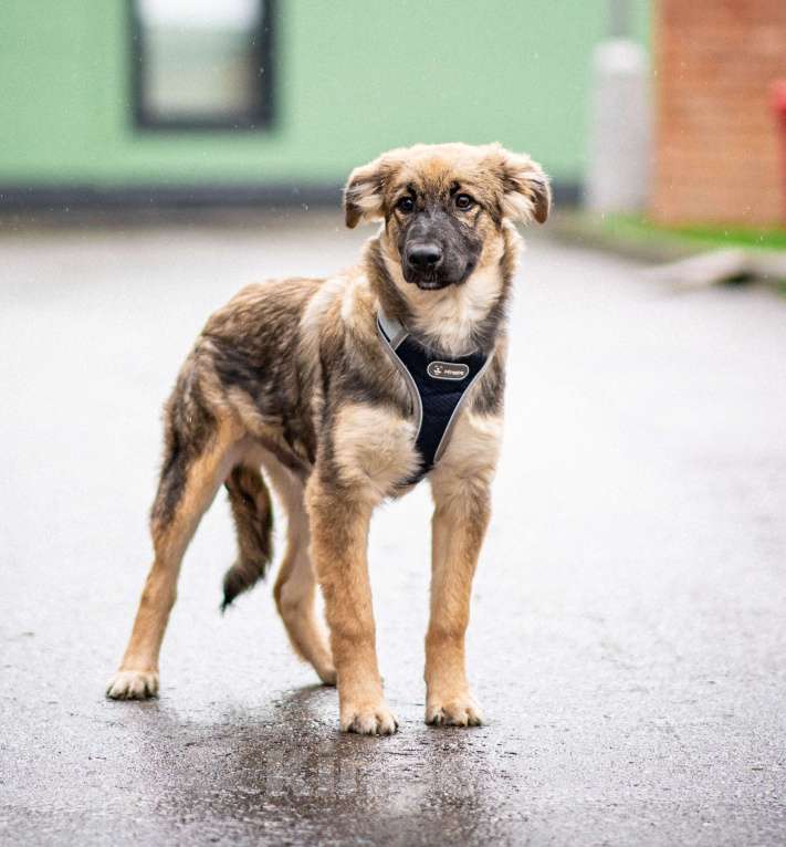 Собаки в Москве: Щенок в добрые руки бесплатно в Москве Мальчик, Бесплатно - фото 6