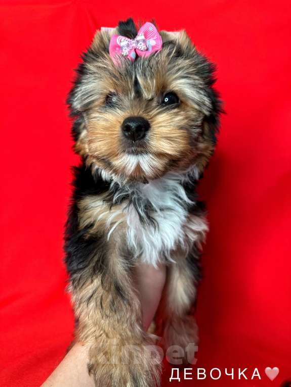 Собаки в Сарове: Щенки Мальчик, Бесплатно - фото 5