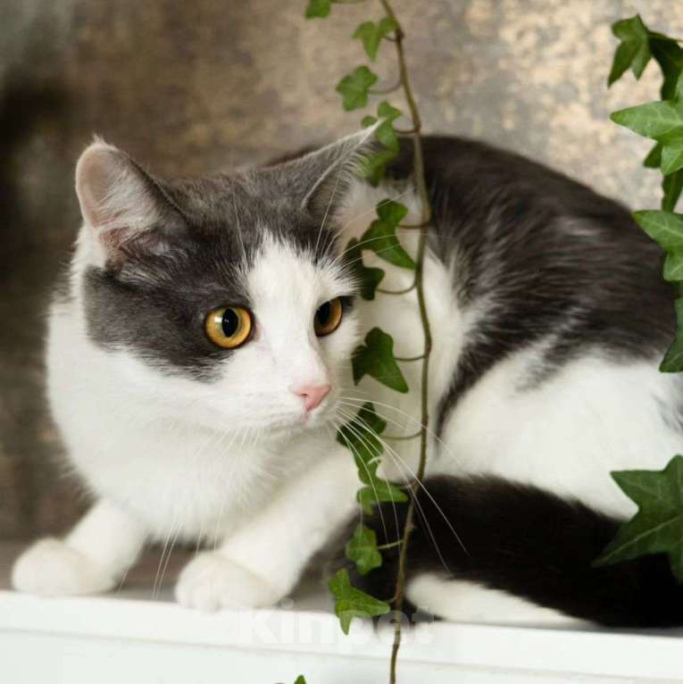 Кошки в Москве: Мира 2 года живёт на передержке в маленьком боксе Девочка, Бесплатно - фото 5