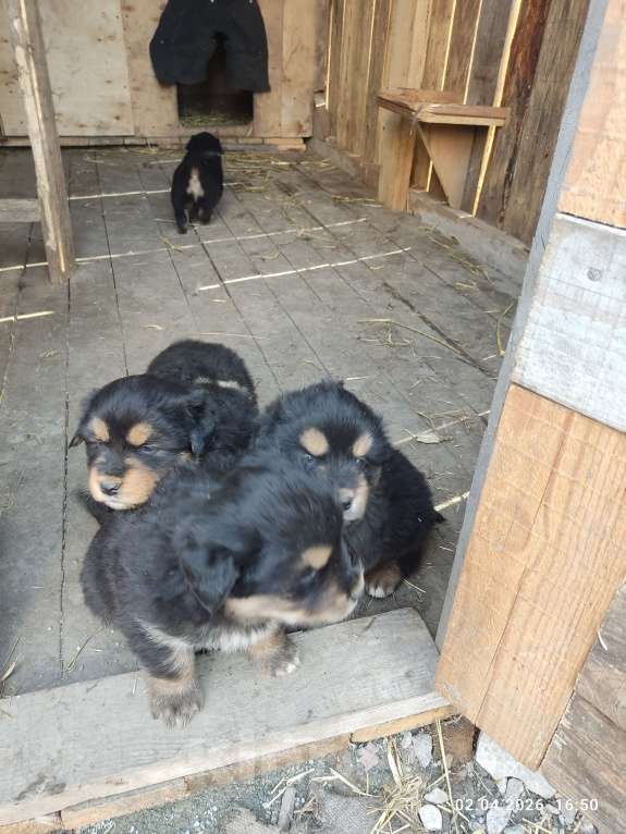 Собаки в Артемовском: Продаются банхарчики Мальчик, 10 000 руб. - фото 2