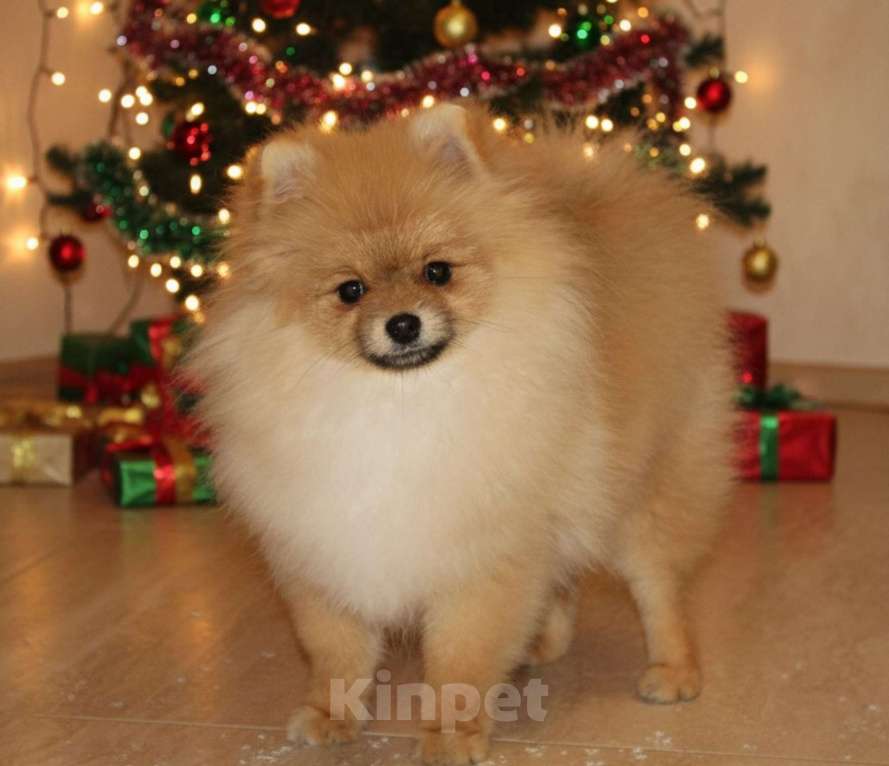 Собаки в Раменском: Мальчик шпица Царго Мальчик, 40 000 руб. - фото 1