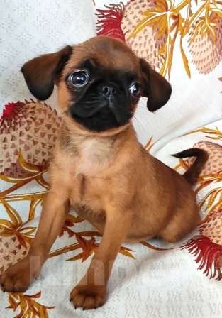 Собаки в Москве: рыжий мальчик пти брабансона 2 мес. Мальчик, 45 000 руб. - фото 5