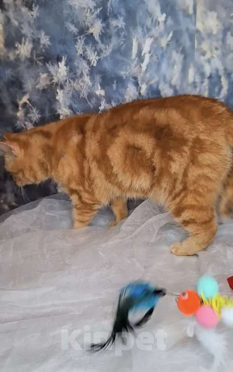 Кошки в Москве: Кошка рыже-мраморного окраса в добрые руки  Девочка, Бесплатно - фото 2