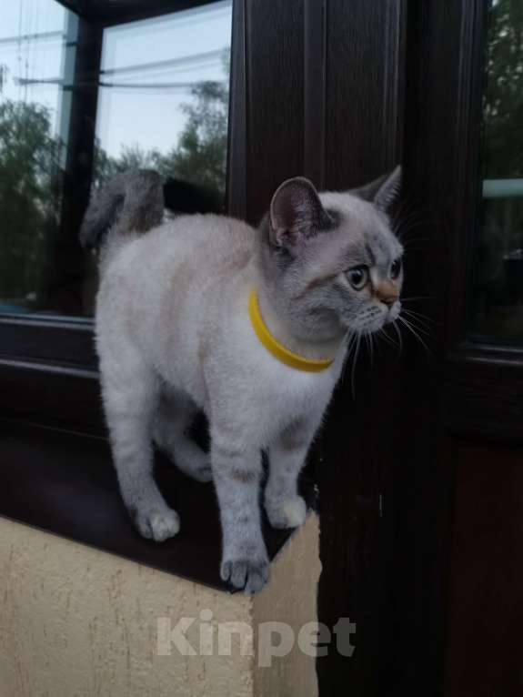 Кошки в Москве: Британские котята Девочка, 15 000 руб. - фото 2