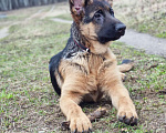 Собаки в Москве: Шикарные щенки немецкой овчарки Девочка, Бесплатно - фото 4