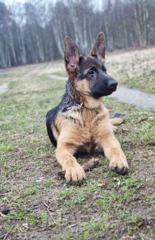 Собаки в Москве: Шикарные щенки немецкой овчарки Девочка, Бесплатно - фото 4