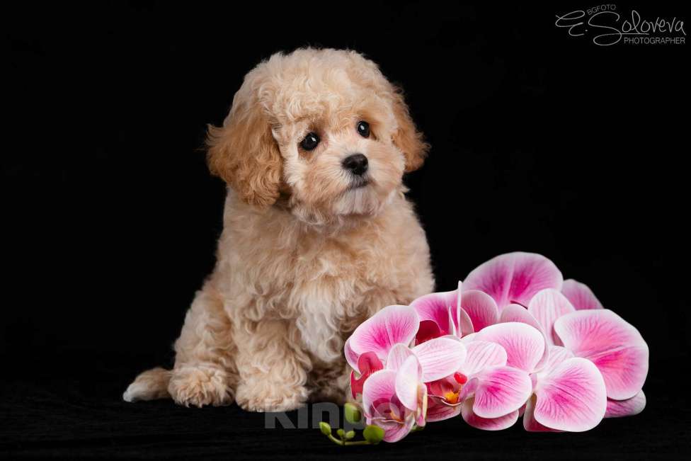 Собаки в Санкт-Петербурге: Щенки мальтипу Девочка, 120 000 руб. - фото 8