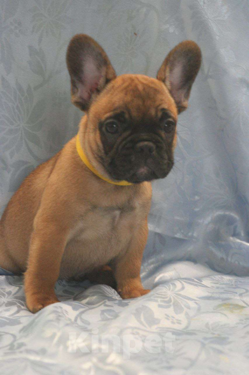 Собаки в Москве: 4 девочки и 1 мальчик Девочка, 65 000 руб. - фото 3