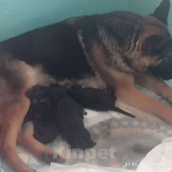 Собаки в других городах Краснодарского края: Щенки ВЕО Девочка, 10 000 руб. - фото 1