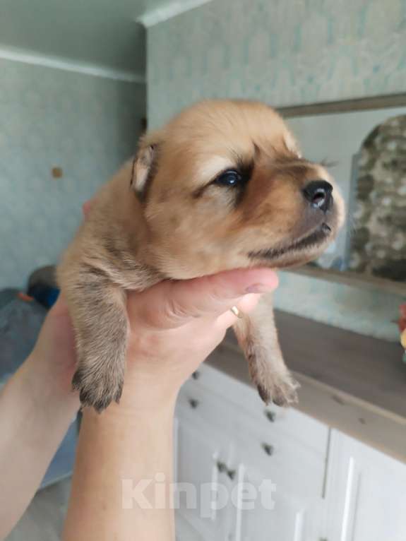 Собаки в Костроме: Продаются щеночки  Девочка, 6 000 руб. - фото 3