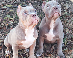 Собаки в Волгограде: Щенки американского булли  Девочка, 70 000 руб. - фото 4