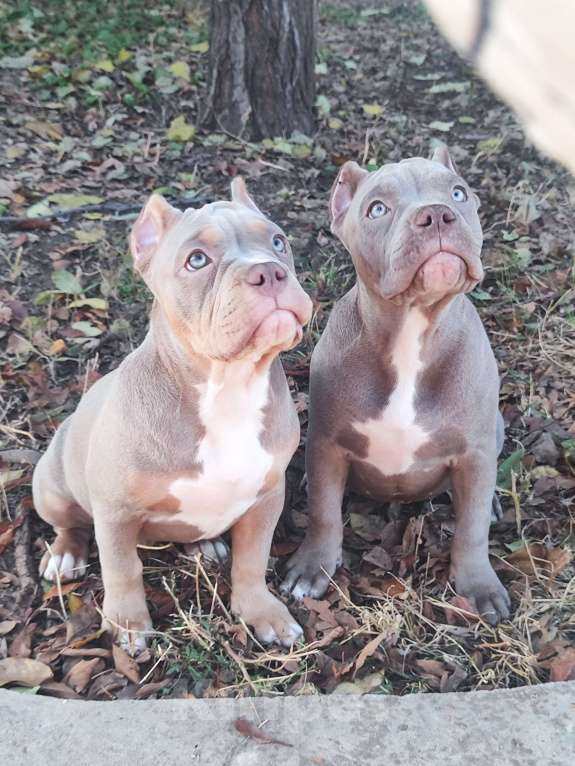 Собаки в Волгограде: Щенки американского булли  Девочка, 70 000 руб. - фото 4