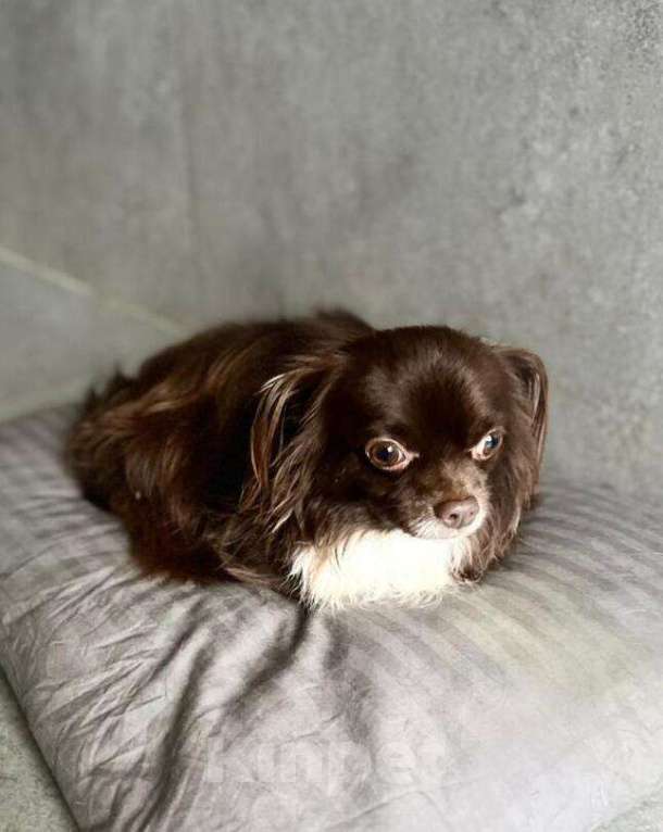 Собаки в Москве: Шоколадная чихуахуа Алексей в добрые руки Мальчик, 1 руб. - фото 2