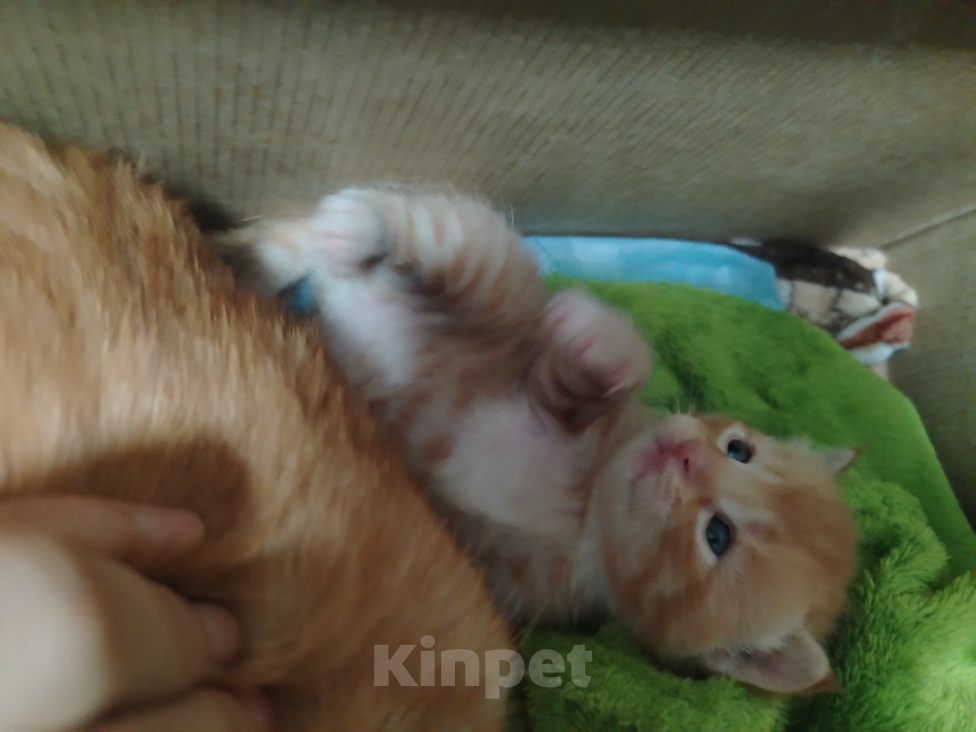 Кошки в Калининграде: Котята Разнополые, Бесплатно - фото 8