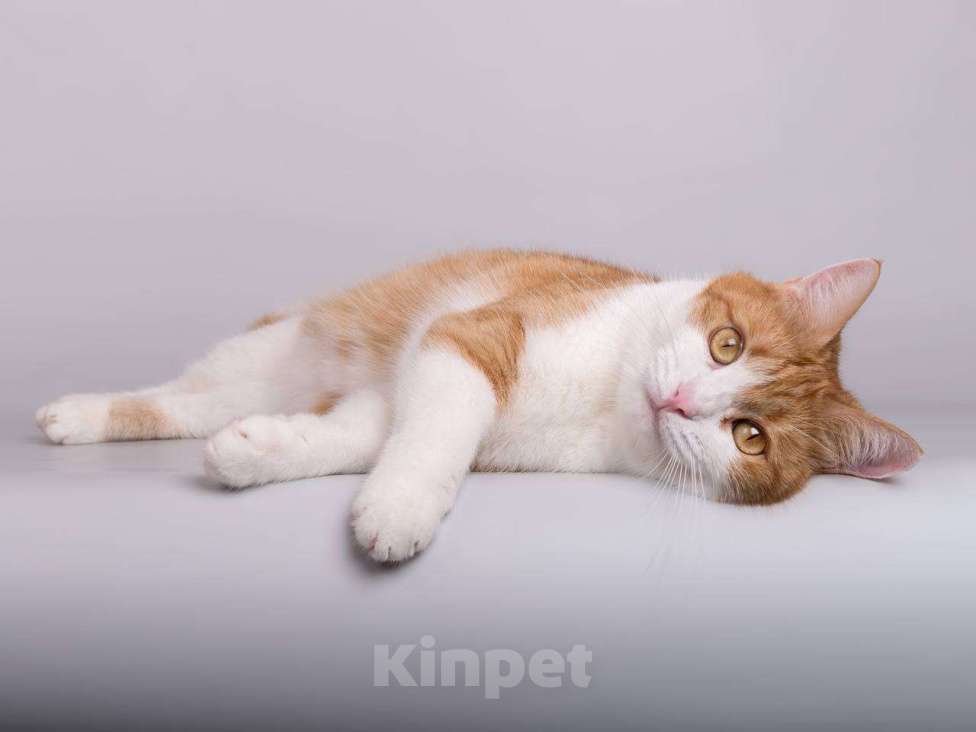 Кошки в Москве: Кошечка Манюня ищет доброе сердце.  Девочка, Бесплатно - фото 5