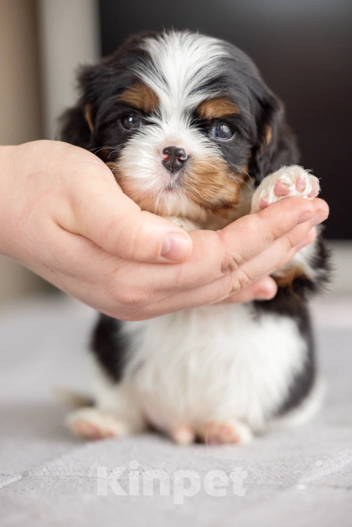 Собаки в Москве: Мальчик  триколор  Мальчик, 85 000 руб. - фото 3