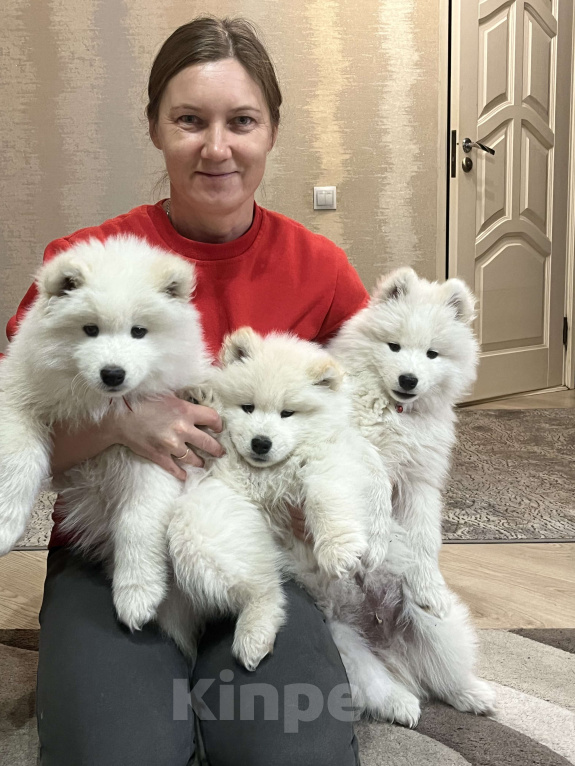 Собаки в Бийске: Продаются  очаровательные чистокровные щенки породы самоед Девочка, 25 000 руб. - фото 2