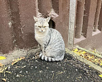 Кошки в Нижнем Новгороде: Снежок Мальчик, Бесплатно - фото 3
