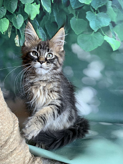 Котята мейн кун
