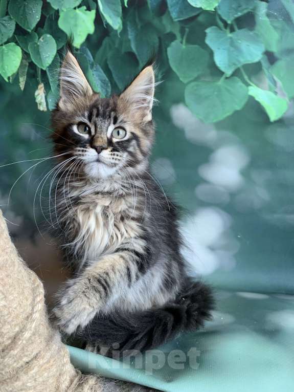 Кошки в Санкт-Петербурге: Котята мейн кун Мальчик, 50 000 руб. - фото 1