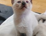 Кошки в Ростове-на-Дону: Котик тайский с незабудковыми глазками Мальчик, 10 000 руб. - фото 5