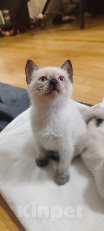 Кошки в Ростове-на-Дону: Котик тайский с незабудковыми глазками Мальчик, 10 000 руб. - фото 5