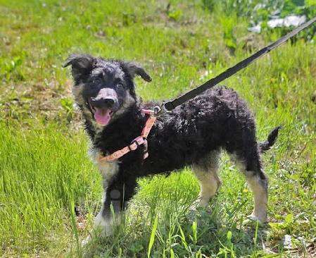 Собаки в Москве: Кудряшка из приюта ищет дом Девочка, Бесплатно - фото 3