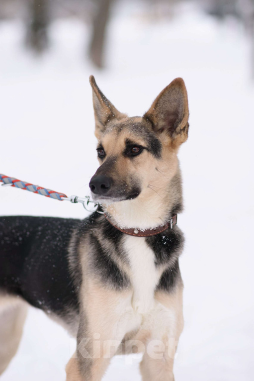Собаки в Москве: Айрис Девочка, Бесплатно - фото 3