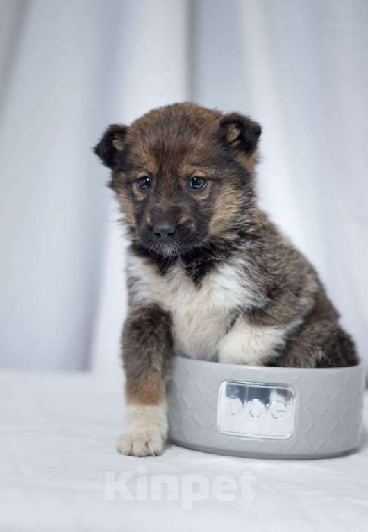 Собаки в Ногинске: Щенок девочка в добрые руки Девочка, Бесплатно - фото 4