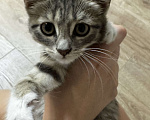 Кошки в Симферополе: Котенок Девочка, Бесплатно - фото 1