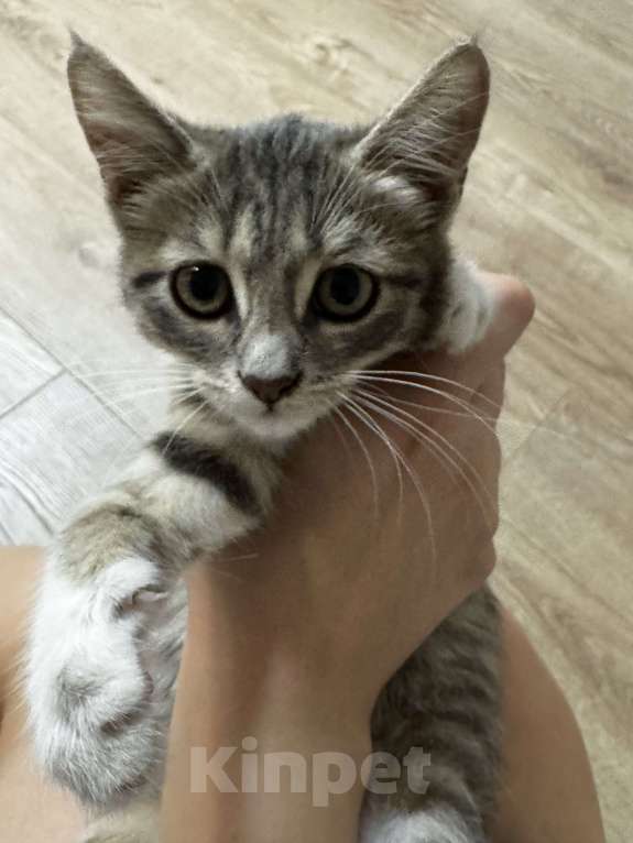 Кошки в Симферополе: Котенок Девочка, Бесплатно - фото 1