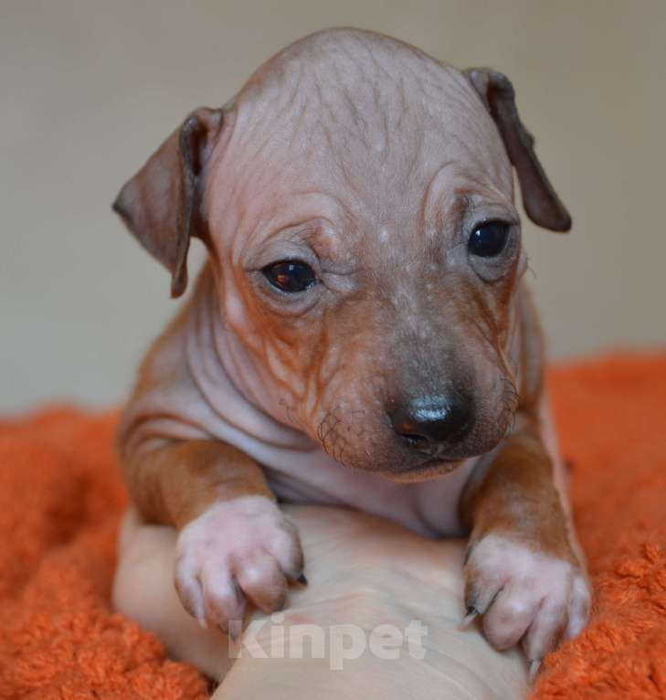 Собаки в Москве: Красно-соболиный мальчик агт Мальчик, 50 руб. - фото 4