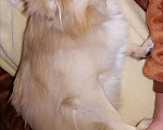 Собаки в Старом Осколе: Молодой самец ждет самочку, 800 руб. - фото 1