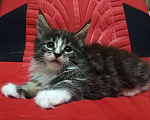 Кошки в Омутнинске: Котята Мейн- кун, 8 000 руб. - фото 6