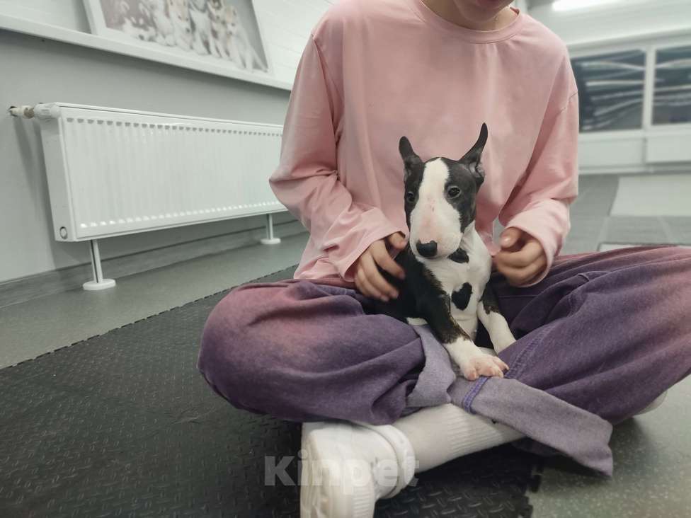 Собаки в Сургуте: Он готов подарить вам своё сердце!  Мальчик, 100 000 руб. - фото 3