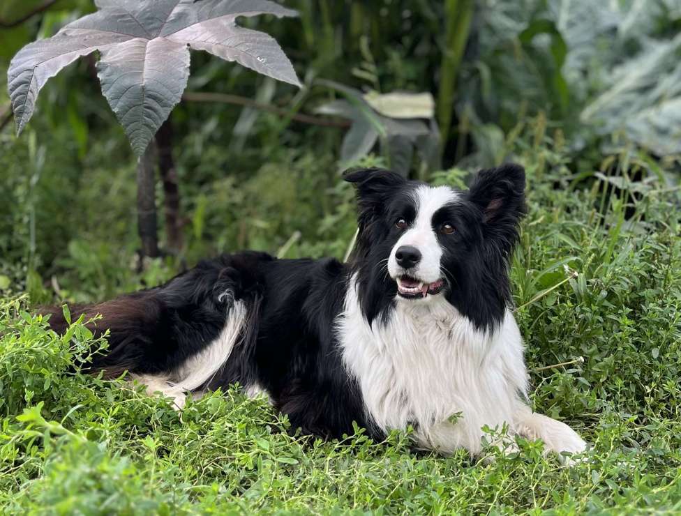 Собаки в других городах Алтайского края: Щенки Бордер Колли (д/ш). РКФ Мальчик, Бесплатно - фото 9