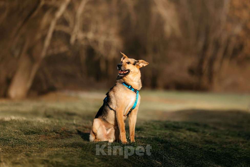 Собаки в Москве: Нежный Читос ищет дом Мальчик, Бесплатно - фото 10