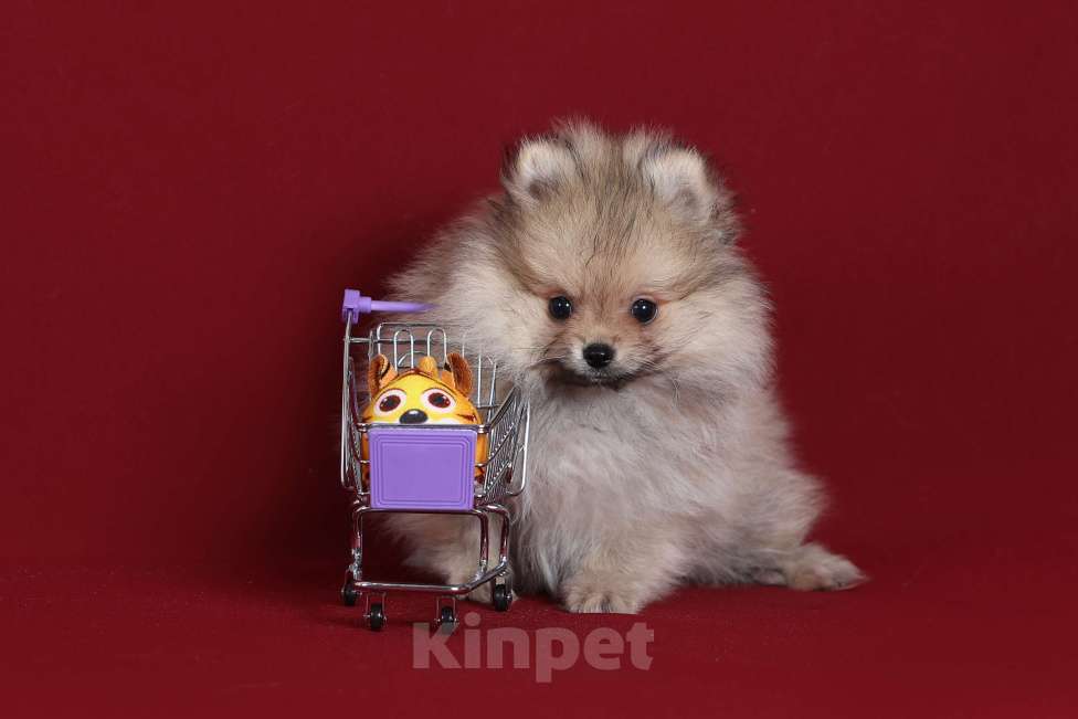 Собаки в Курске: Померанский шпиц щенок Мальчик, Бесплатно - фото 1