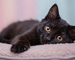 Кошки в Москве: Котенок Стеллочка ищет дом Девочка, Бесплатно - фото 2