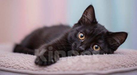 Кошки в Москве: Котенок Стеллочка ищет дом Девочка, Бесплатно - фото 2