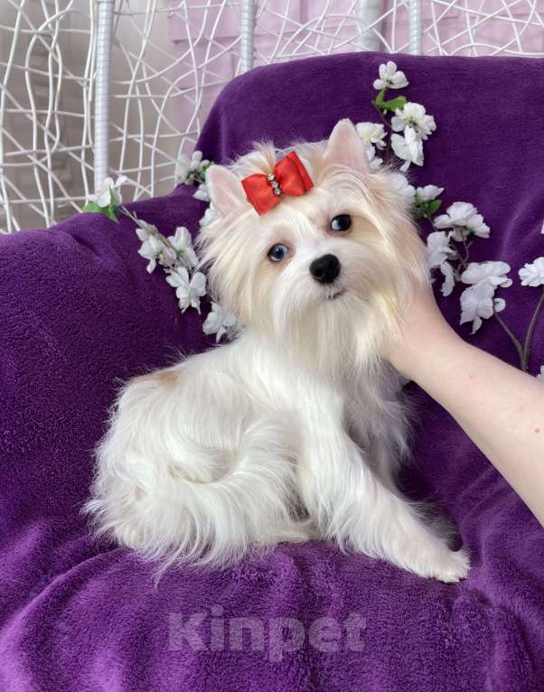 Собаки в Москве: Голубоглазый йорк белая девочка Девочка, 120 000 руб. - фото 1