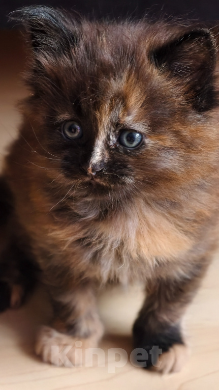 Кошки в Москве: Котёнок Мейн Кун метис Девочка, Бесплатно - фото 2