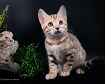 Кошки в Санкт-Петербурге: Бенгальские котята Девочка, 25 000 руб. - фото 5