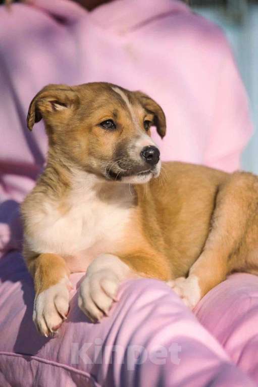 Собаки в Красногорске: Тарас Мальчик, Бесплатно - фото 2