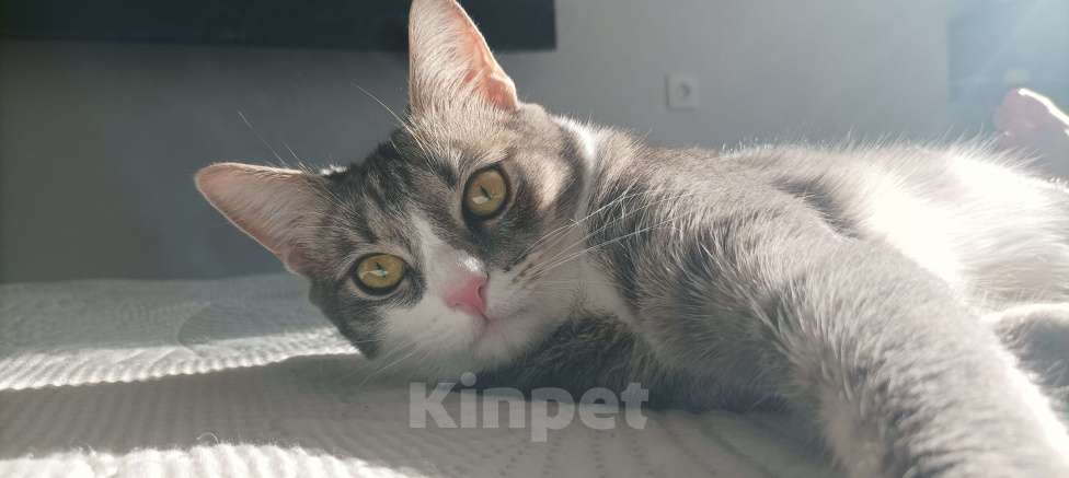 Кошки в других городах Московской области: Буся ваше персональное счастье Девочка, Бесплатно - фото 2