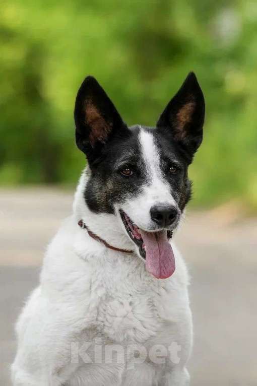 Собаки в Ярославле: Рорик ждет Вас вприюте! Мальчик, Бесплатно - фото 2