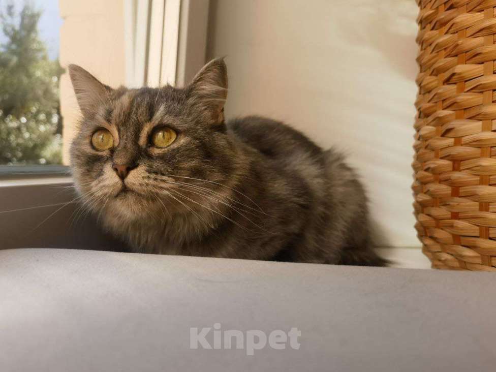 Кошки в Москве: Чудесная, спокойная девчуля грустит и ждет своего человека.  Девочка, Бесплатно - фото 2