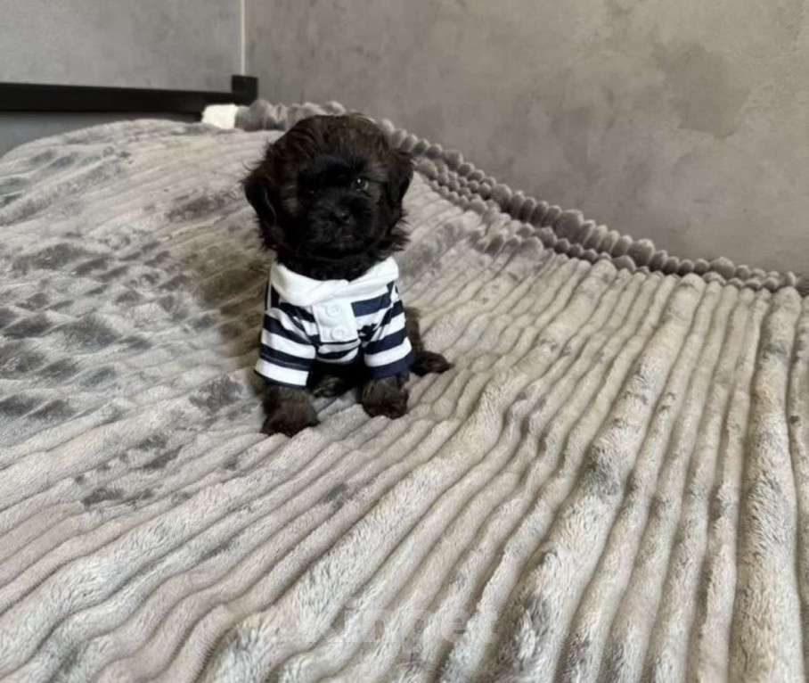 Собаки в Гулькевичах: Мальчишка Мальтипу Мальчик, 60 000 руб. - фото 5