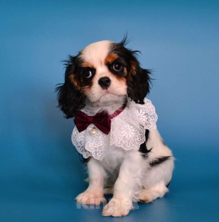 Собаки в Куровском: Девочка триколор Девочка, 85 000 руб. - фото 1